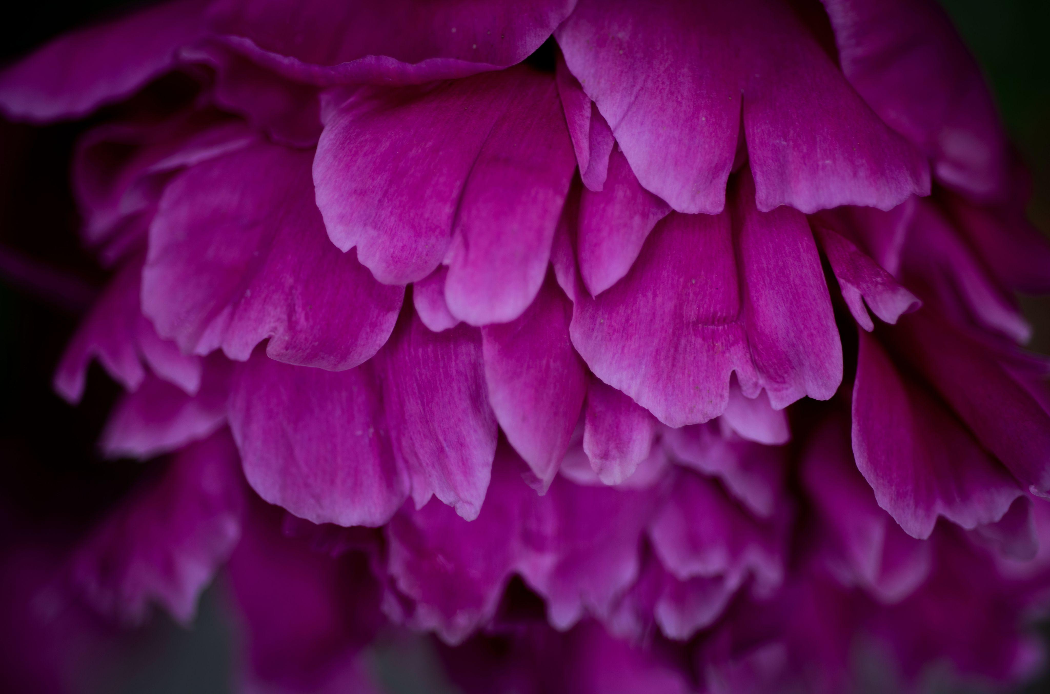 close up of purple-pink flower petals