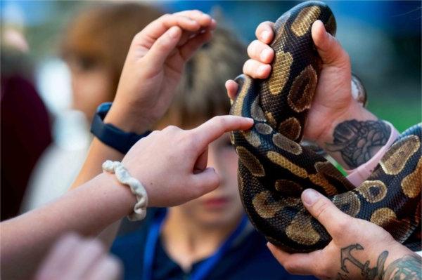 Sierra Brady, an educator with John Ball Zoo, holds "Prince"; a ball python for students to touch and inspect during the Groundswell Stewardship Initiative student project showcase on the Pew Grand Rapids Campus May 15.