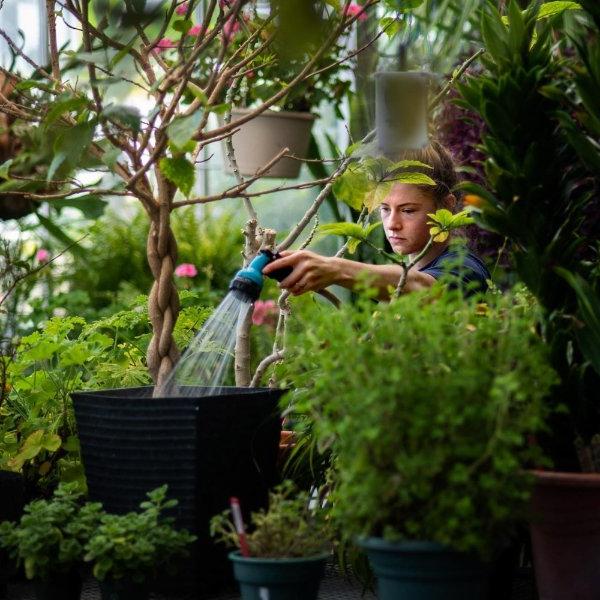 A person waters a plant with a hose. The person is surrounded by plants.