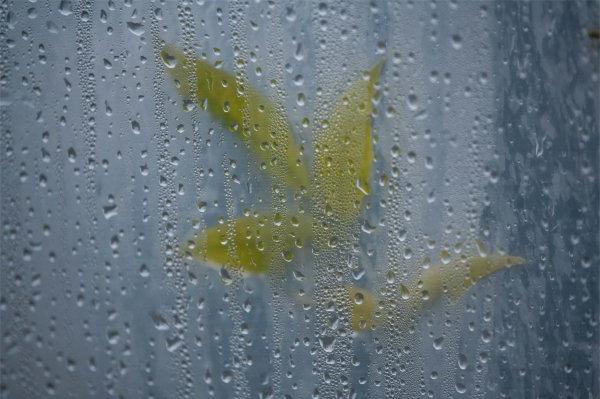 透过覆盖着雨滴的温室，可以看到一片叶子.  