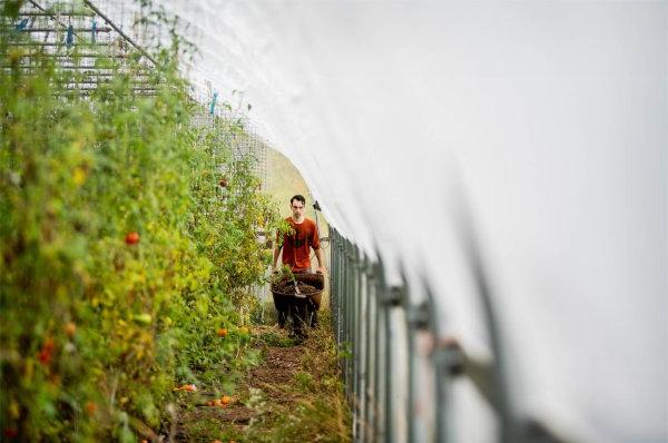  温室里，一名学生推着独轮车靠近番茄植株. 