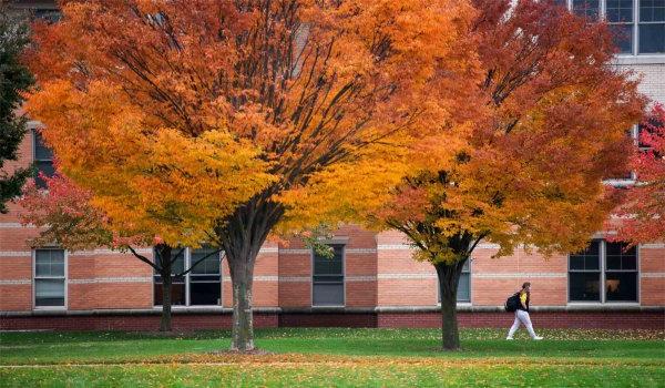  一名学生走过大学校园里五颜六色的橘子树. 
