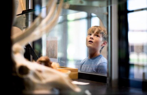 一个小男孩透过玻璃窗向外看动物博物馆.